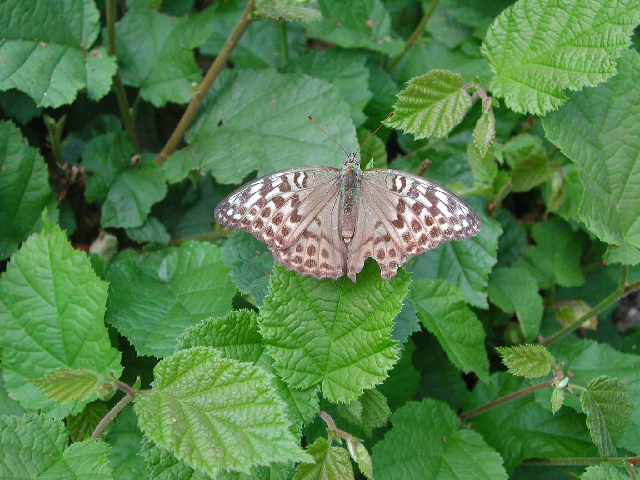 Farfalla Ceresio